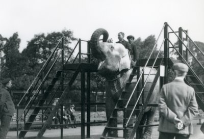 Syed Ali training Indiarani, while other staff and keepers look on, London Zoo, June 1922 by Frederick William Bond